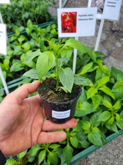 Papryka Habanero red chocolate jalapeno cayenne caroline repear