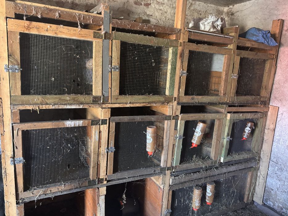 Oddam za darmo klatki dla krolikow