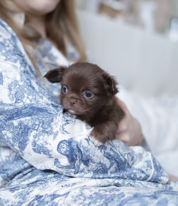 Chihuahua chłopak fci pet