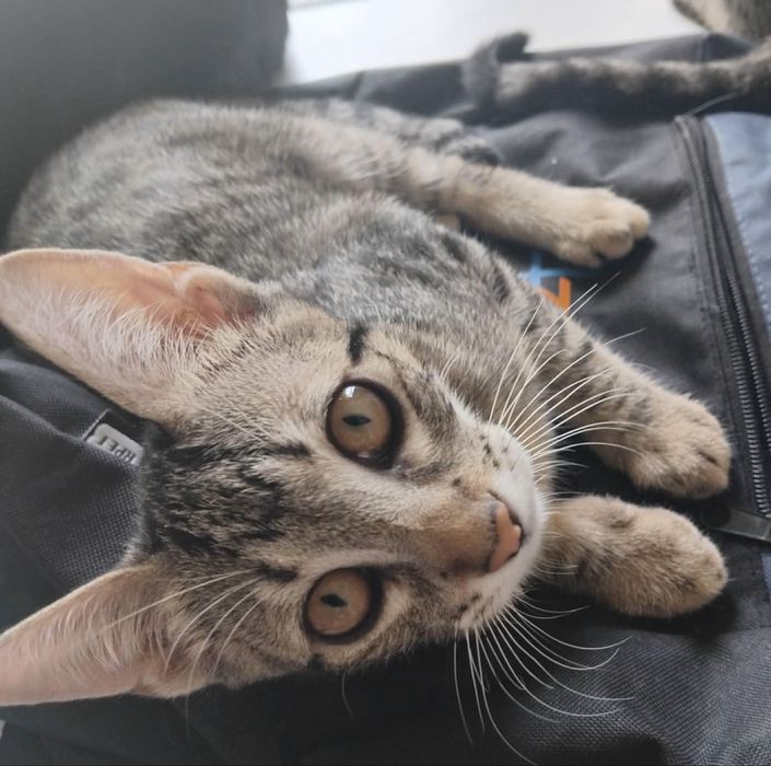 Adoçao gatinhas bebes