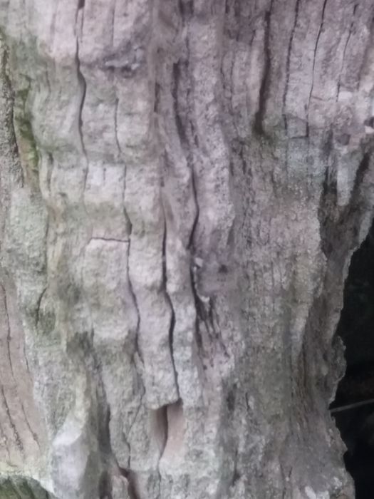 скамяніле дерево