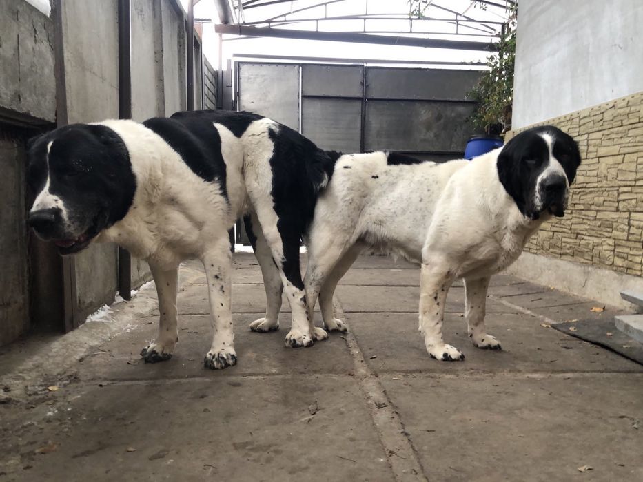 Среднеазиатская овчарка Алабай