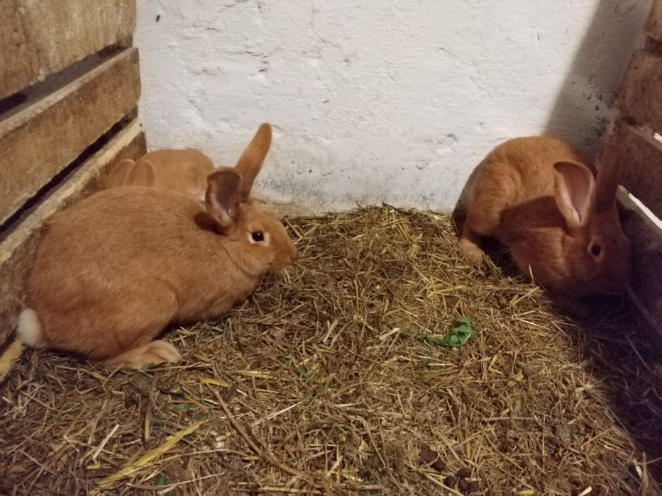 Króliki w różnym wieku