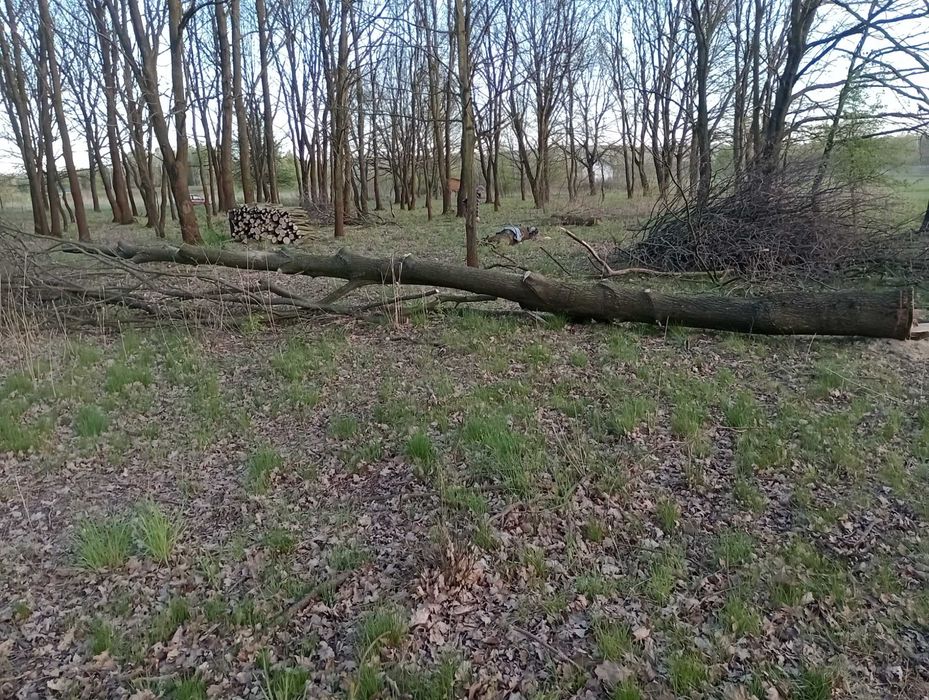 Sprzedam drzewo dąb opałowe