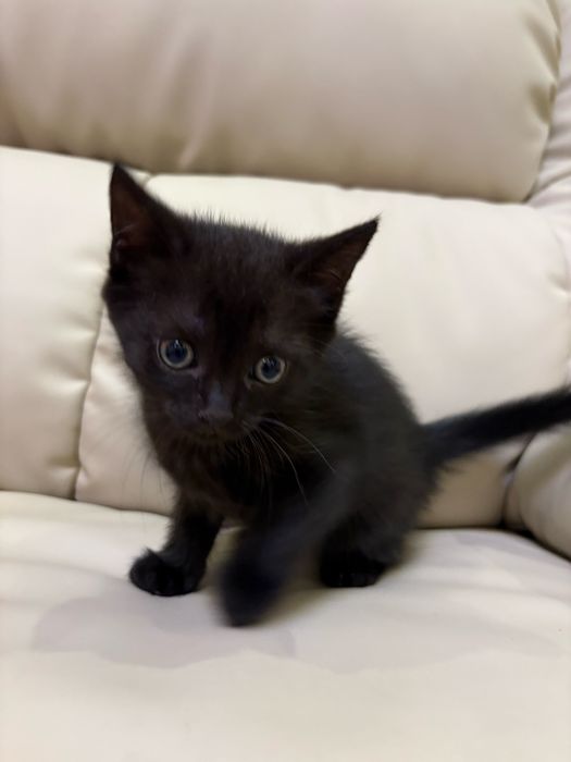 Кошенята , 1,5 місяць