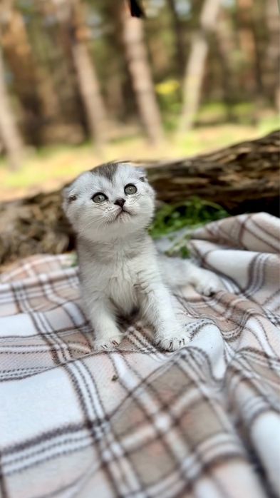 Шотландські гарнюні кошенята висловушки срібна шиншила