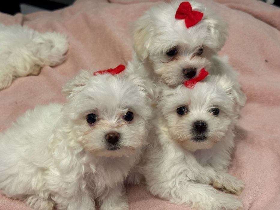 Szczeniak  Maltańczyk z rodowodem.