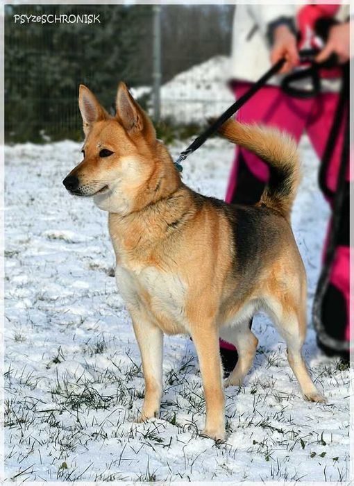 Piękna Kama szuka domu