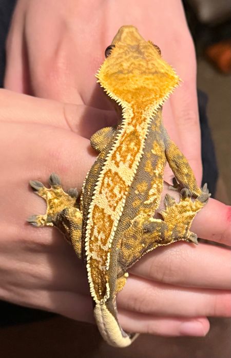 Gekon orzęsiony Crested gecko, samiec, pinstripe