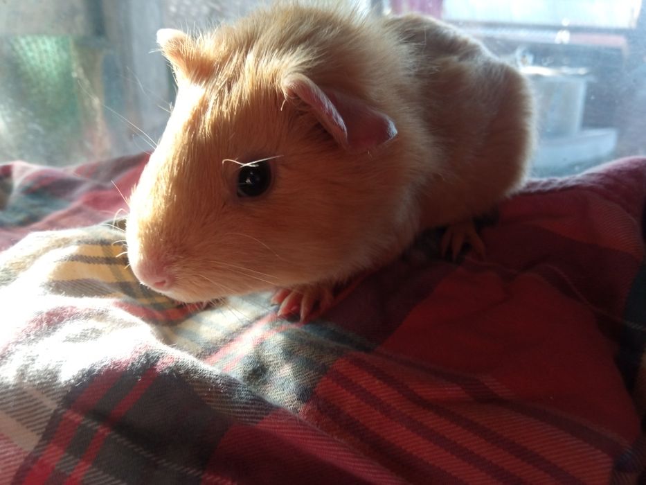Морская свинка, мальчик, 2.5 месяца