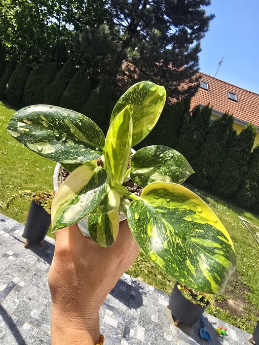 Philodendron green congo variegata filodendron