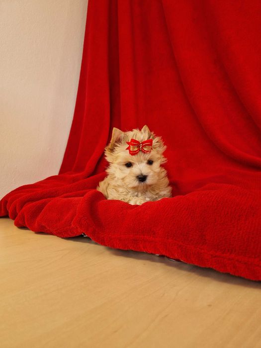 Yorkshire terrier  piesek ocean pearl