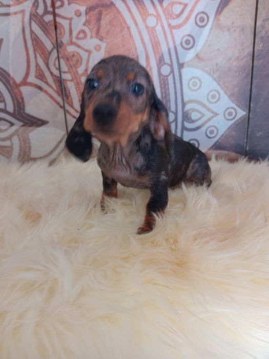 Excelente  fêmea miniatura pêlo curto