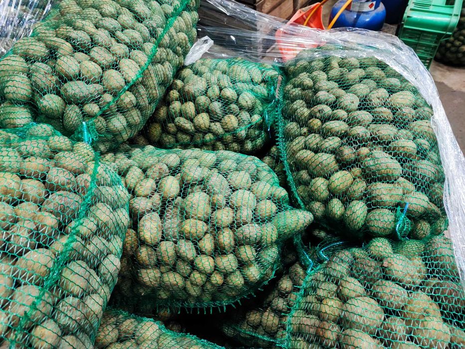 Ziemniaki paszowe odpadowe z transportem