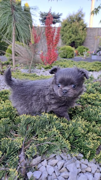 Unikatowa suczka chihuahua niebieska XXS długowłosa blue