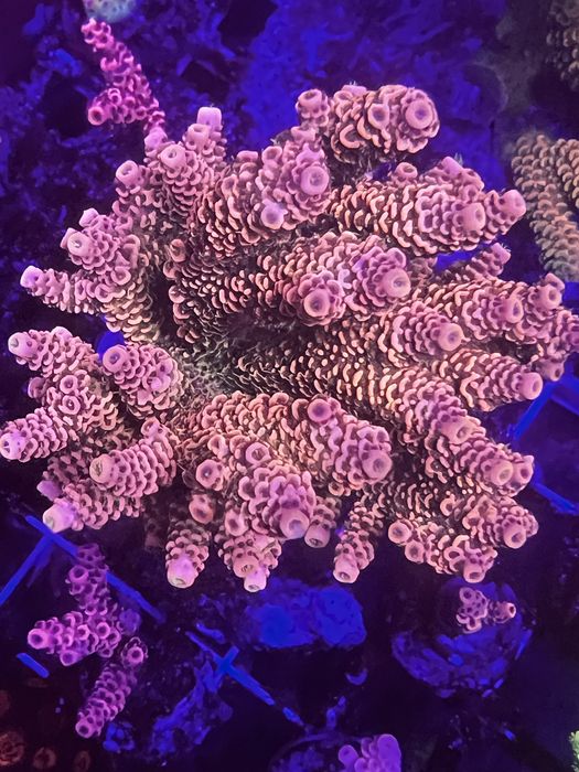 Acropora milleopora sunset L