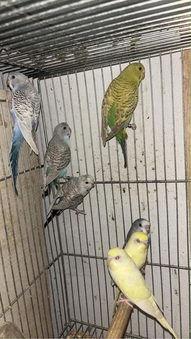 Duas femeas periquito lutinas
