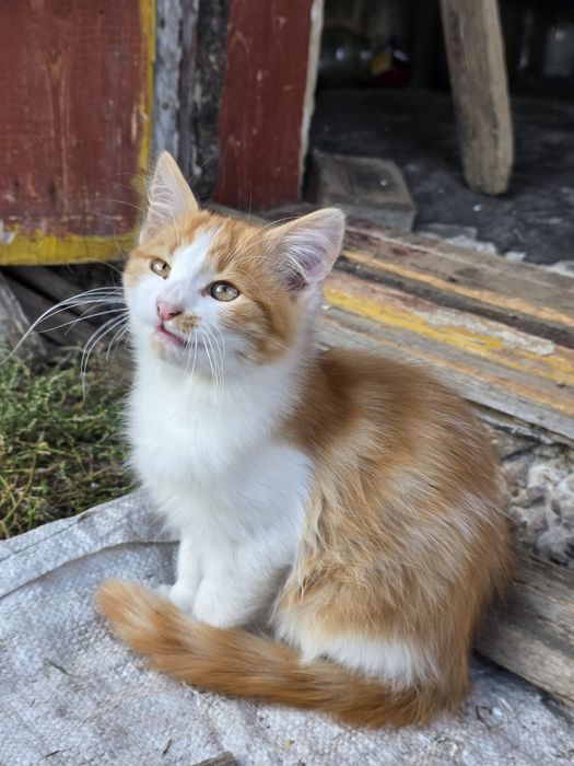 Кошенята у Фастові