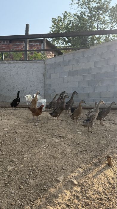 Patos corredores