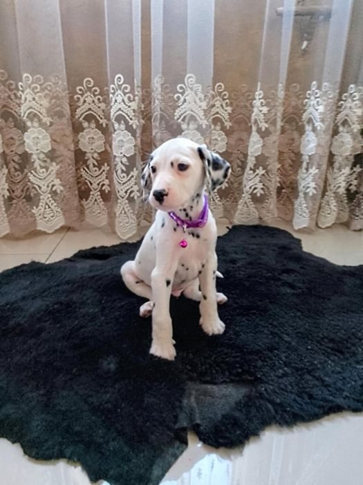 Piesek dalmatyńczyk