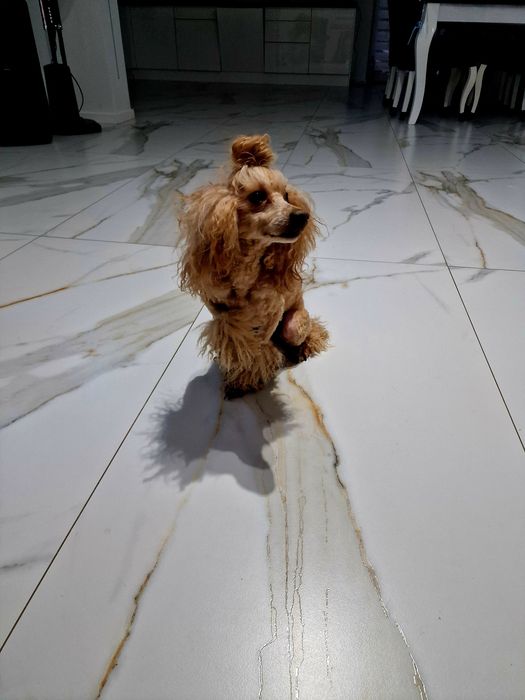 FCI Pudel toy/ miniatura RED Dorosły pudel samiec z upr..