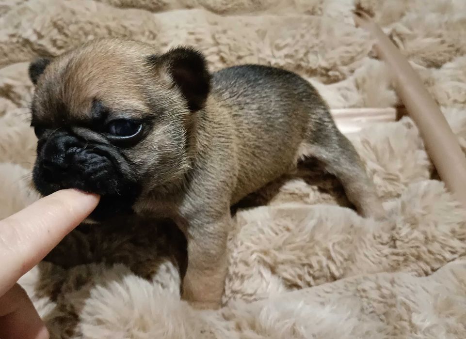 Bulldog francês beje machinho