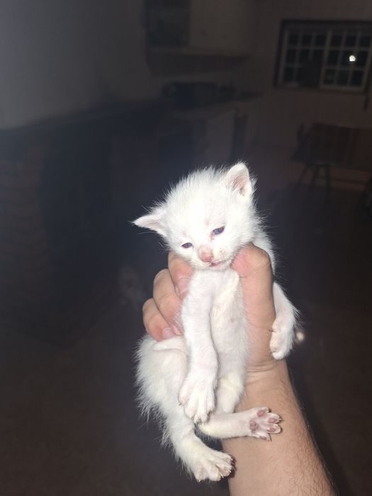 Gatinhos bebés para adoção.
