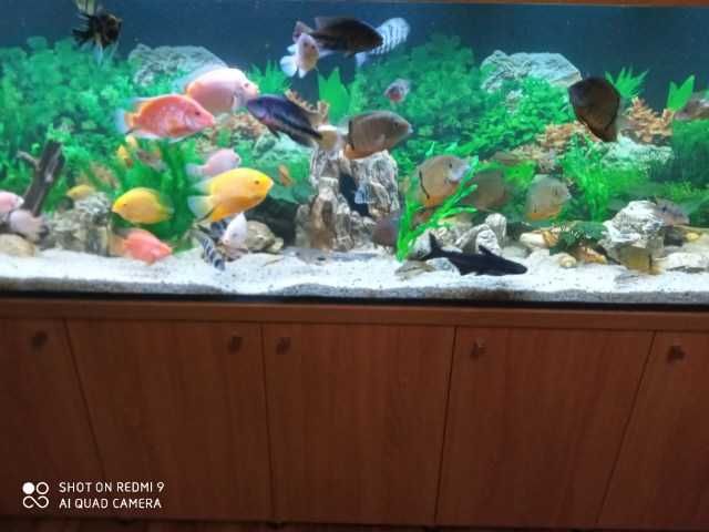 Akwarium 80x40x50 - 160 Litrów Float