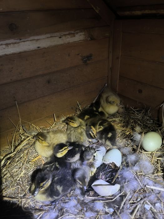 Ovos de pato para chocar