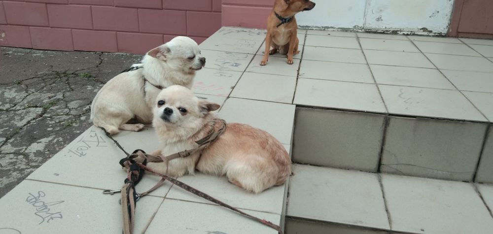 Супер мини чихуахуа 2000 грн.,для вязки.