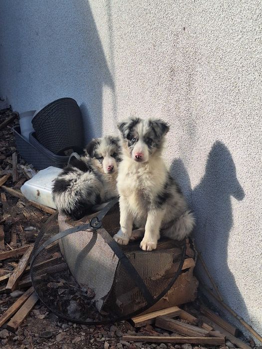 Border collie blue merle róznooki piesek Rabel
