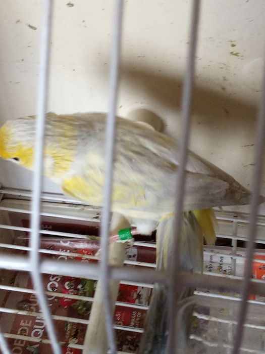 Casal canários opala mosaico amarelo