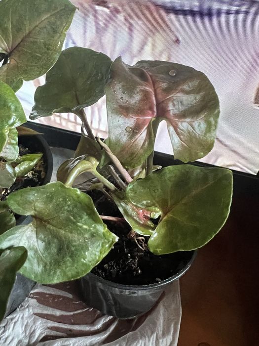 Syngonium Maria roślina doniczkowa