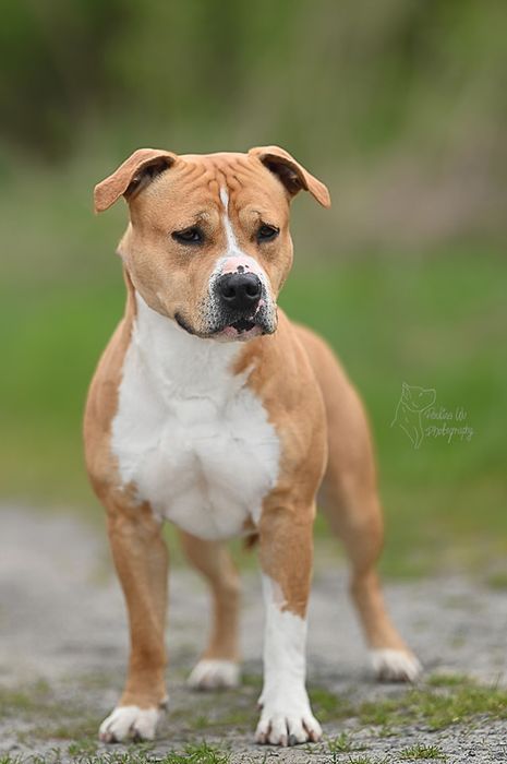 American Staffordshire Terrier piesek, New York