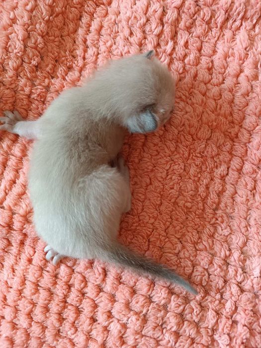 Бурманские котята( бурма), лиловая кошечка