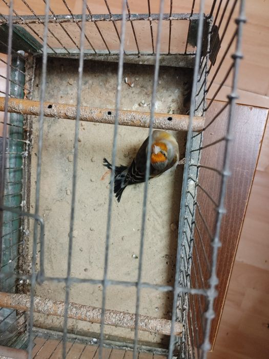 Sprzedam bastardy po Szczygla i po makolągwie