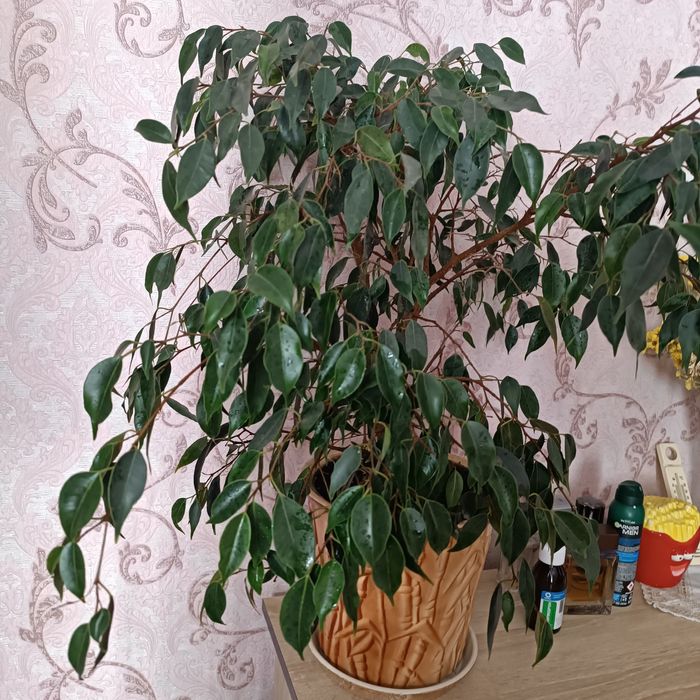 Фікус бенджаміна