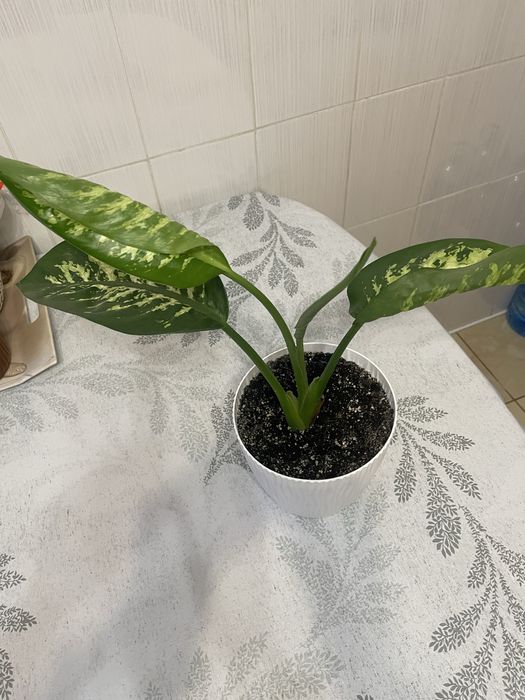 Рослинна кімнатна