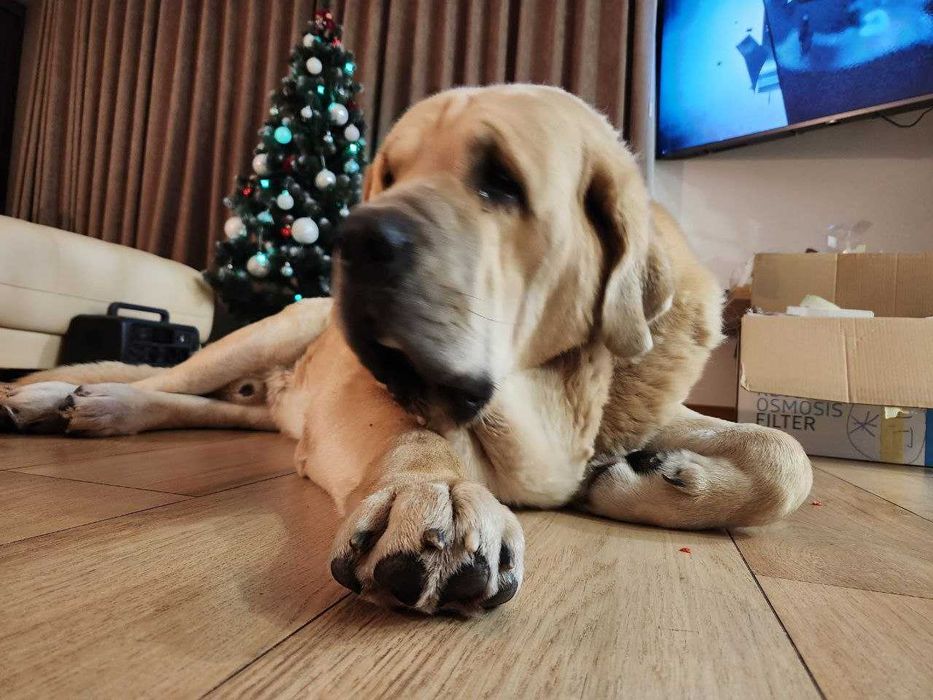 Іспанський мастиф шукає пару