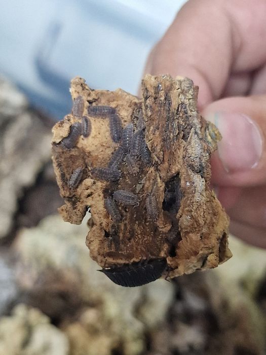 isopods Porcellio scaber