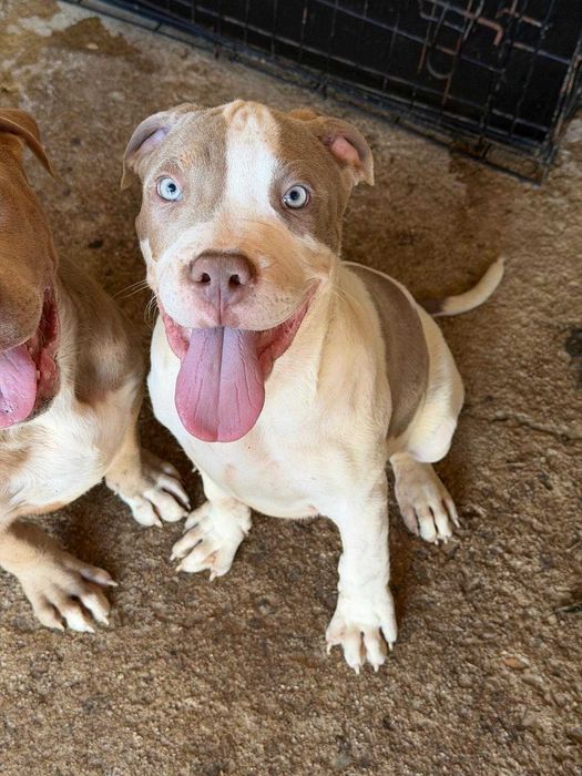 American Bully XL - Macho Lilac Tricolor