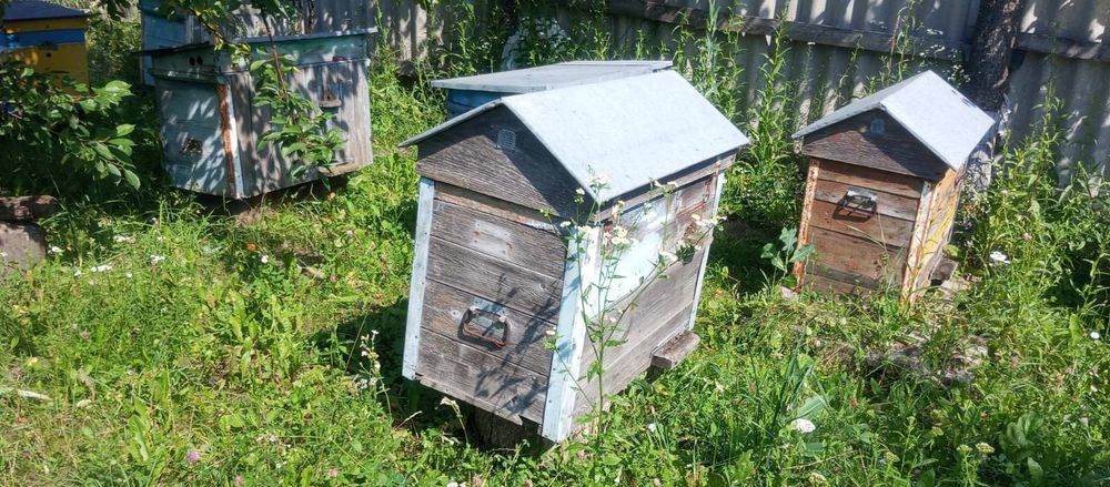 Продам вулики з бджолами
