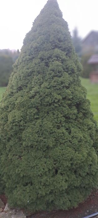 Świerk conica 150-180 cm