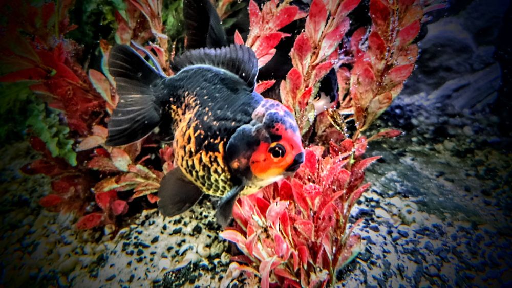 Goldfish ,,apache oranda,,  lwia glówka welonki welon welonka