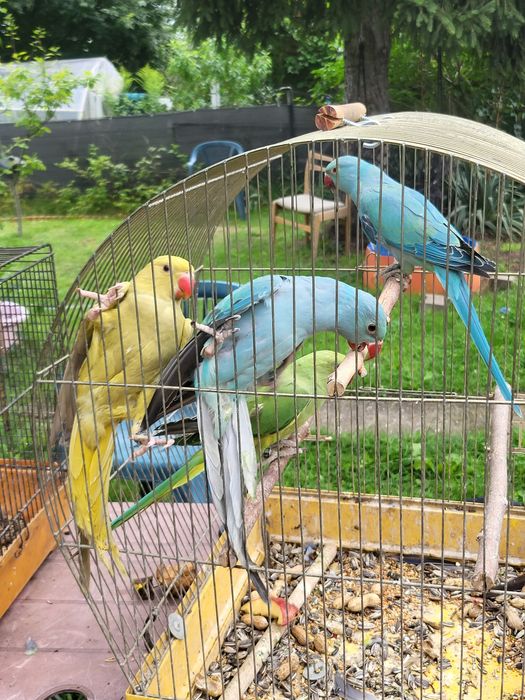 Aleksandretty obrożne młodziutkie z DNA