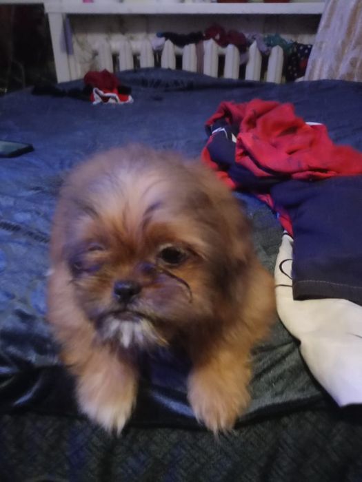 Продаются щенки шитцу чистокровные и есть помесы шитцу и пекинеса