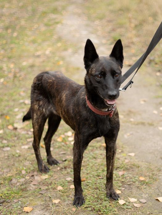 Suczka do adopcji MIA