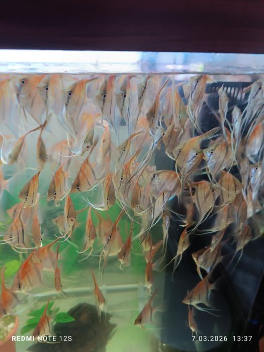 Młode skalary Manacapuru