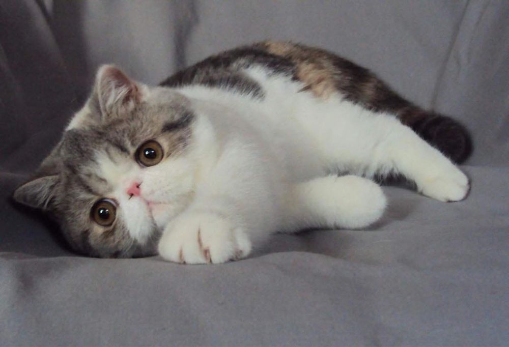 Котята ДШ и КШ экзоты