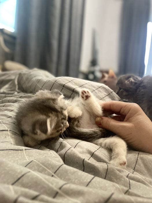 Веслоухие котята,Срочно продаю иза выезда за границу